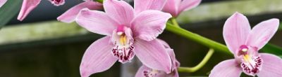 Orchidée cymbidium : entretien et rempotage